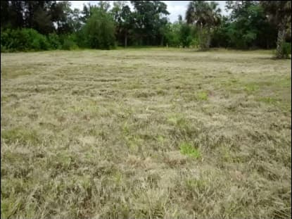 Mowed open lot bordered by a tree line of oaks and palms