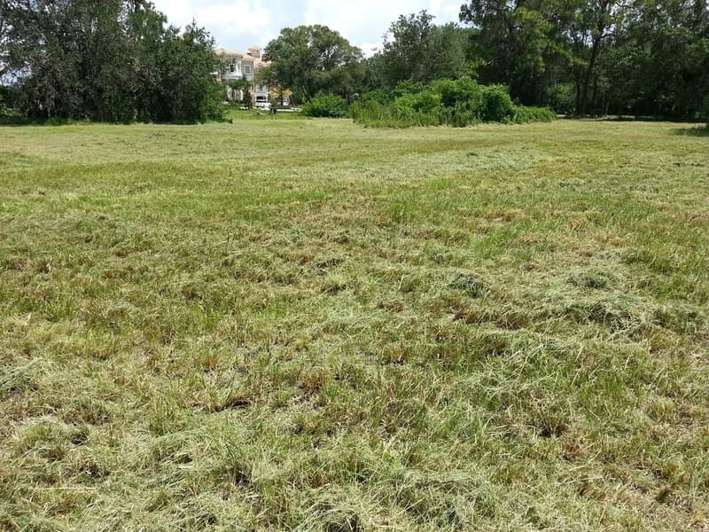 Freshly bush-hogged grassy lot with mowing lines, oaks and a two-story house in the background