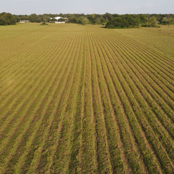 Freshly bush-hogged large field in Tampa Bay with straight mowed rows and a tree line in the background